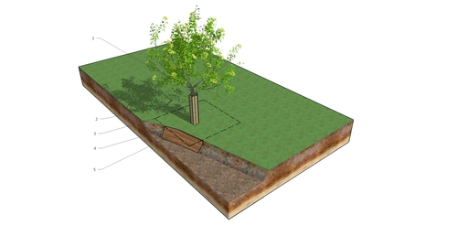 Projektowanie nawierzchni ogrodowych wokół drzew, tak aby rośliny mogły swobodnie rosnąć